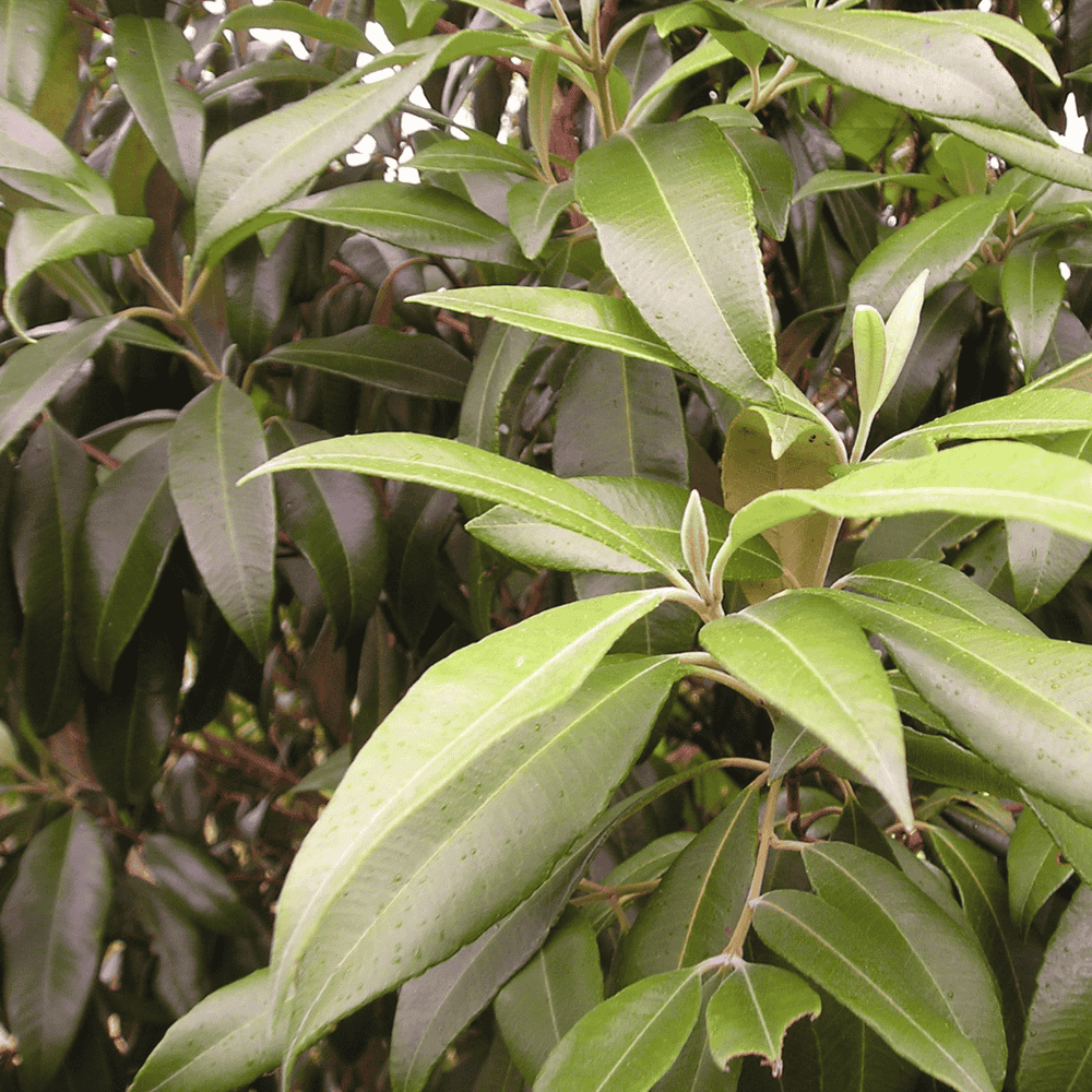 Lemon Myrtle Ground 50g — Creative Native Foods